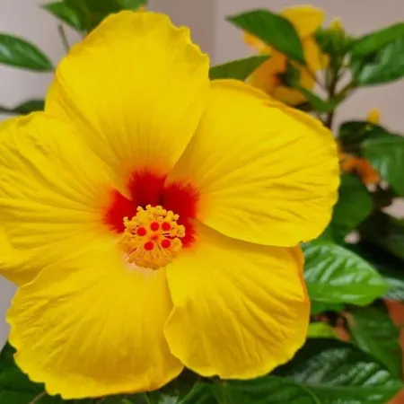 Santiago Del Teide Apartman * 산티아고 델 테데