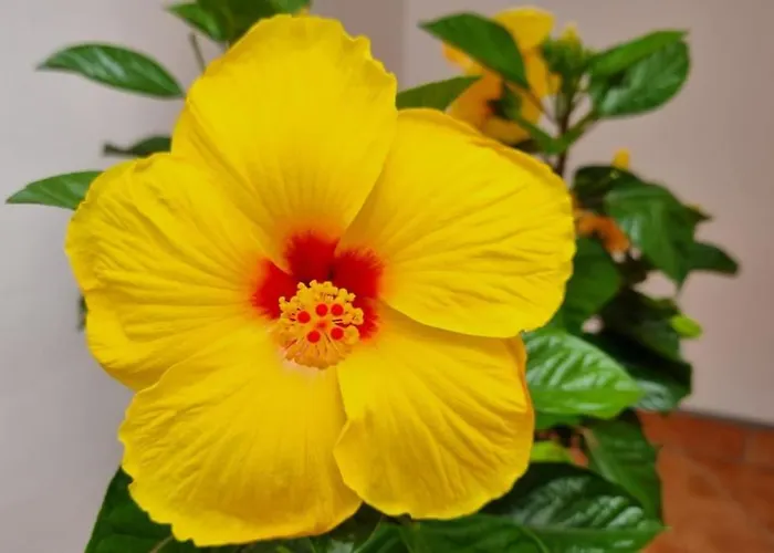 Santiago Del Teide Apartman * 산티아고 델 테데